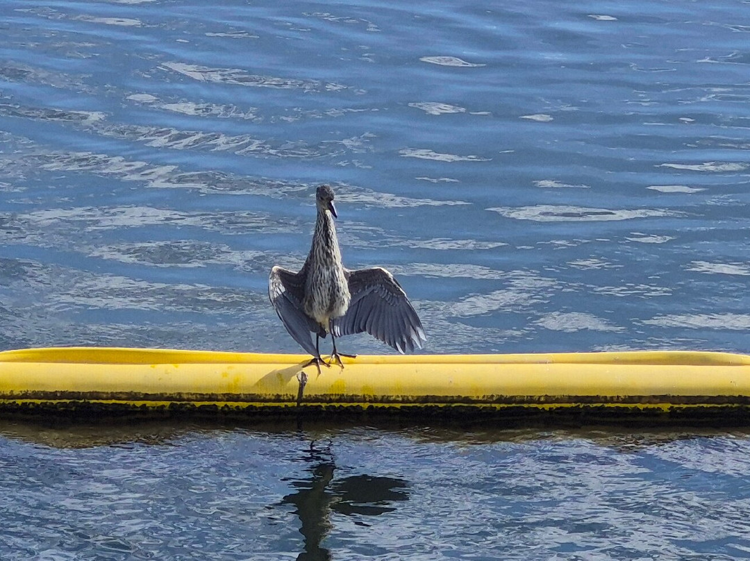 Bolsa Chica Ecological Reserve-亨廷顿海滩必去景点