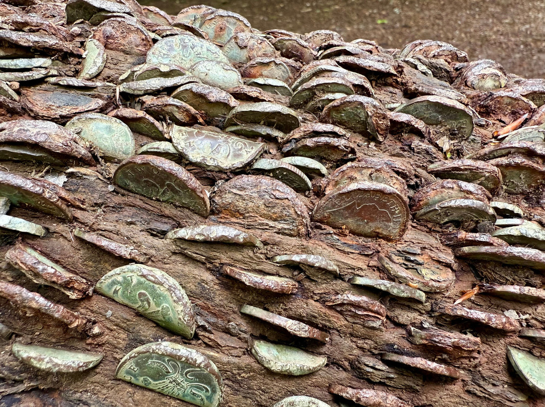 The Tarr Steps Money Tree