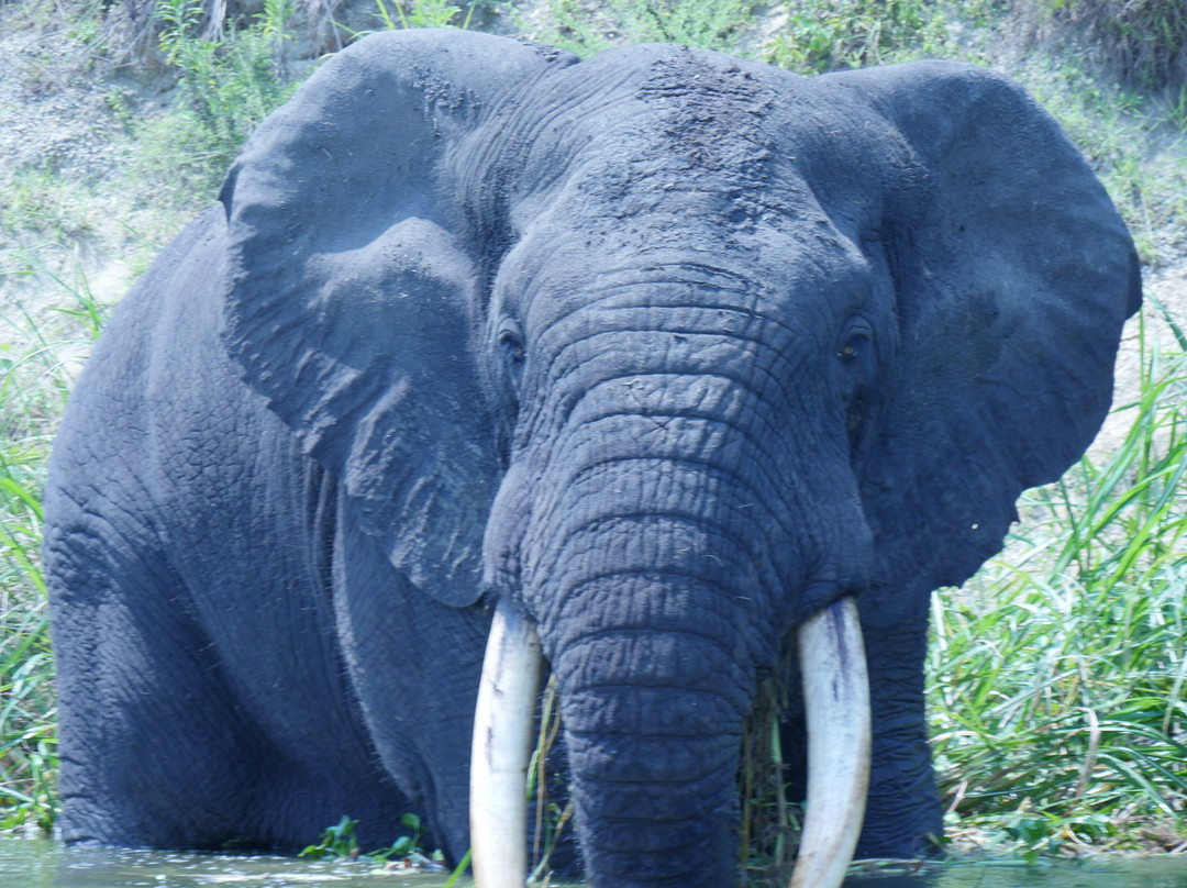 Gorilla Tour Booking Safaris-坎帕拉必去景点