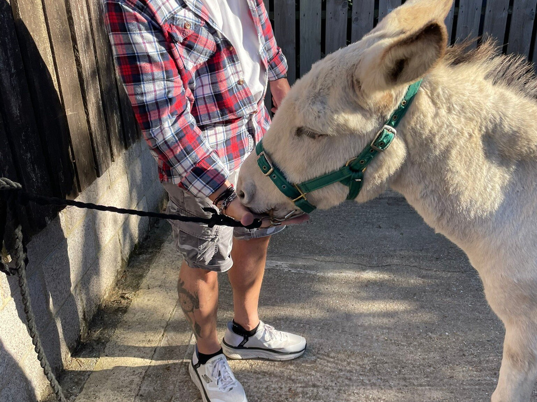 Brockenhurst Donkey Walks-Brockenhurst必去景点