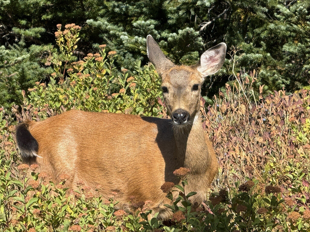 天际线小道-雷尼尔山国家公园必去景点