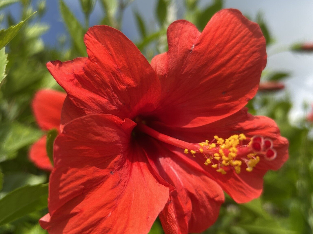 石垣岛班纳公园-石垣市必去景点