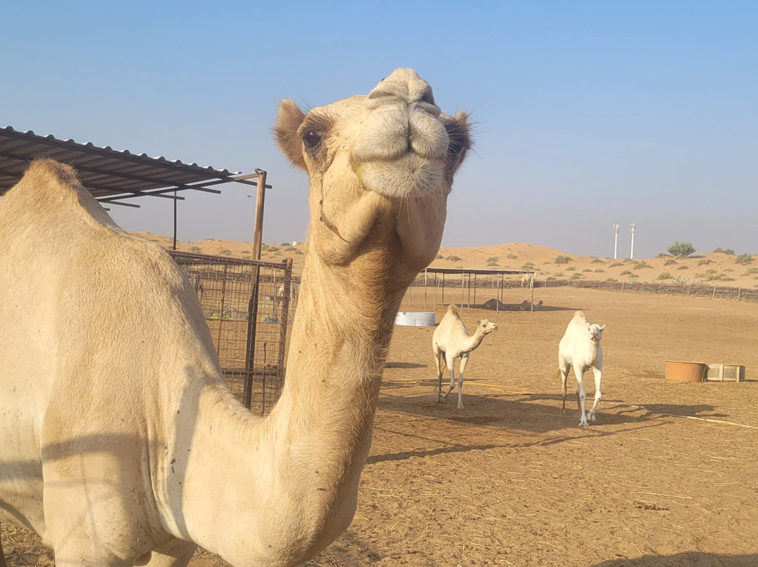 Desert Safari Ras Al Khaimah-哈伊马角必去景点