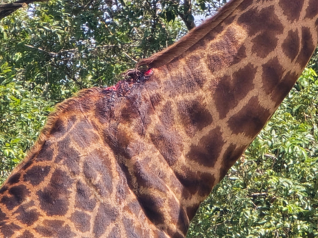 Fathala Wildlife Reserve-Dassilame Ba必去景点