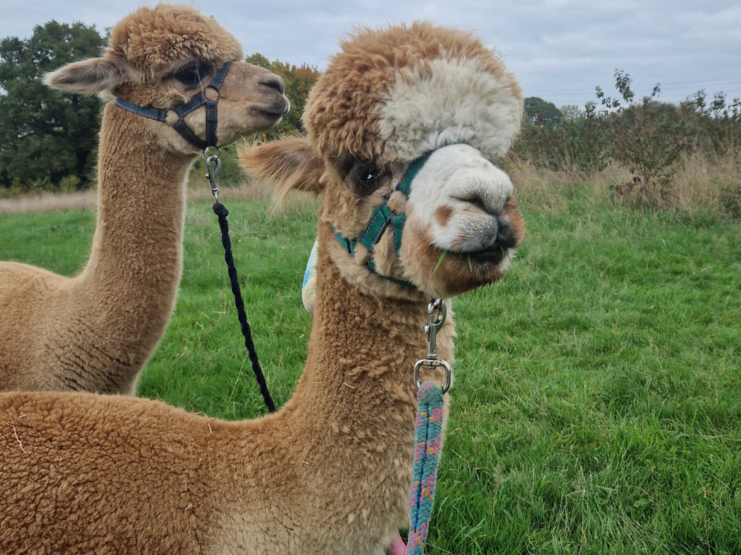 Brackenfield Alpacas-马特洛克必去景点