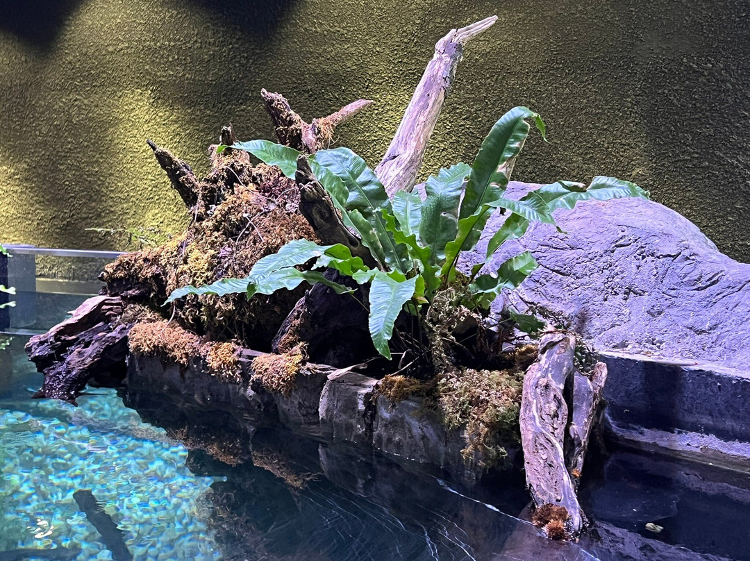 Aquatika - Slatkovodni Akvarij Karlovac-卡洛瓦克必去景点