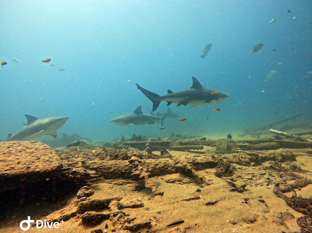 Dive Cabo Pulmo-Cabo Pulmo必去景点