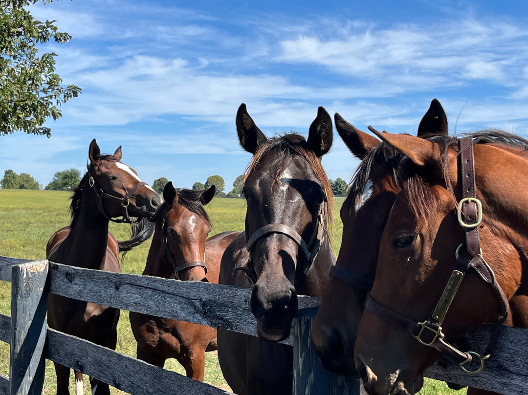 Mill Ridge Farm-列克星敦必去景点