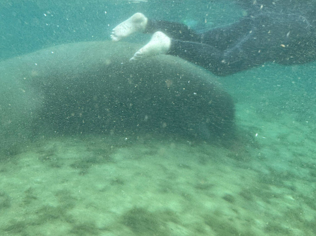 River Adventure Tours-Homosassa必去景点