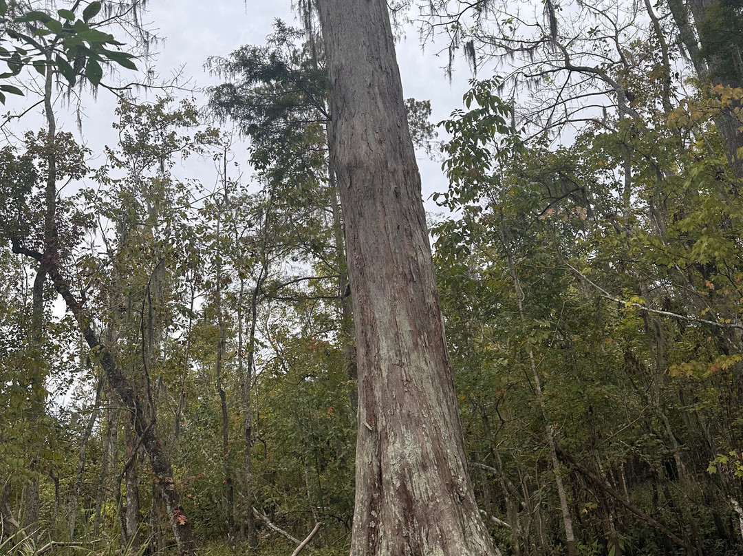 Ragin Cajun Airboat Tours-新奥尔良必去景点
