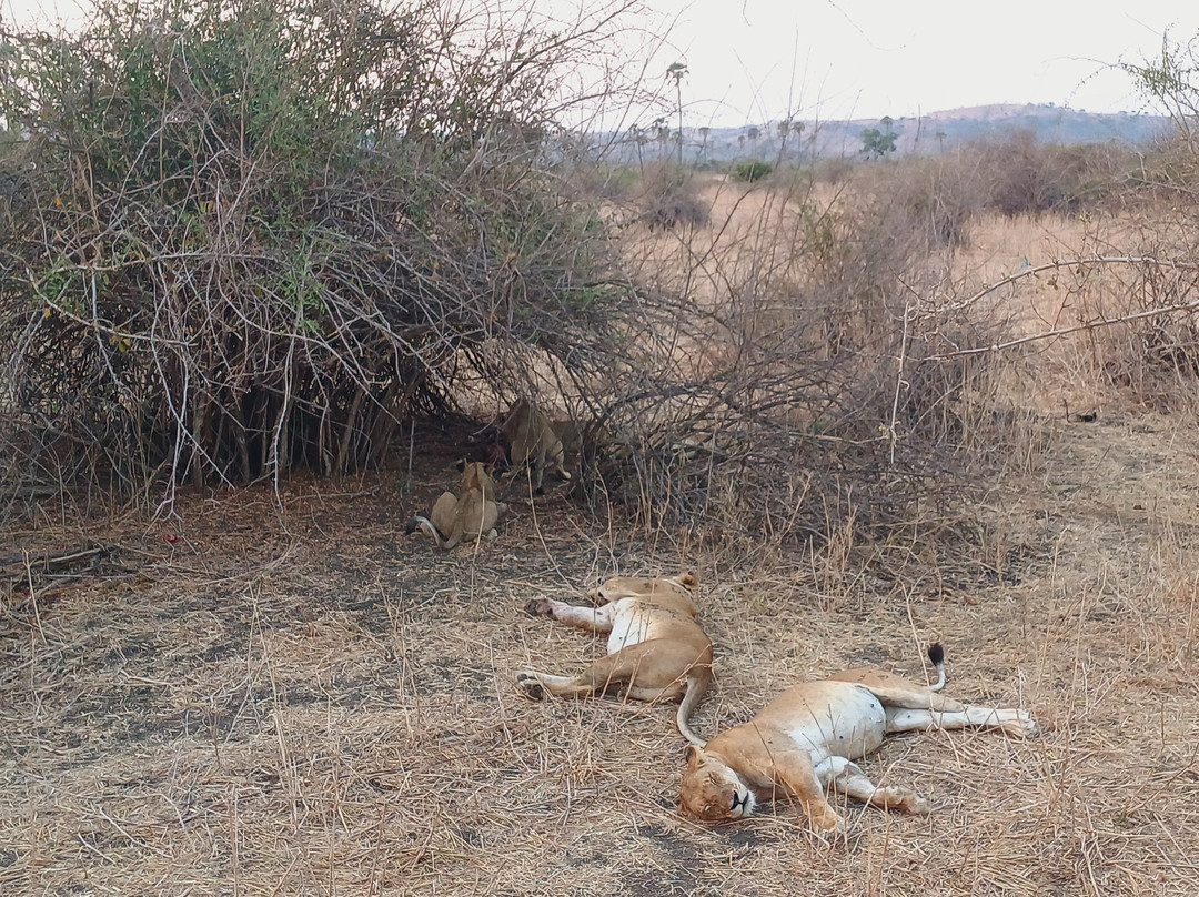 Sam safari & tours-Iringa必去景点