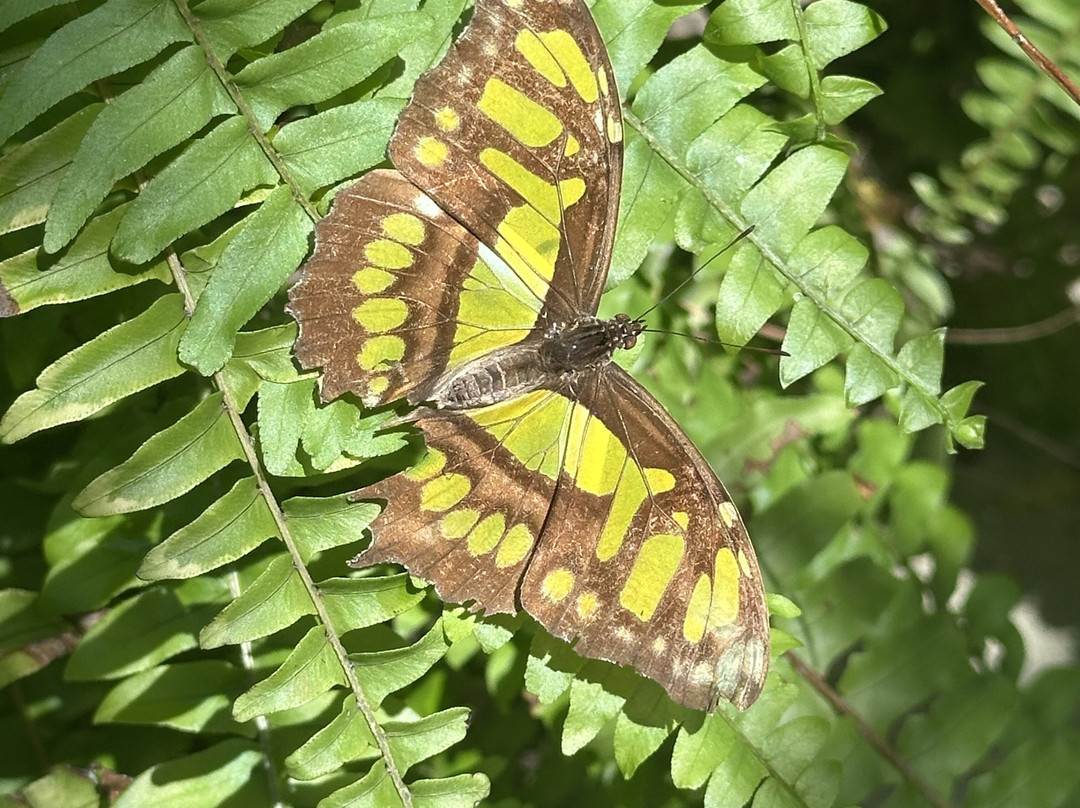 The Butterfly Farm-奥腊涅斯塔德必去景点