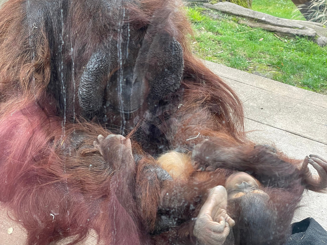 俄勒冈动物园-波特兰必去景点
