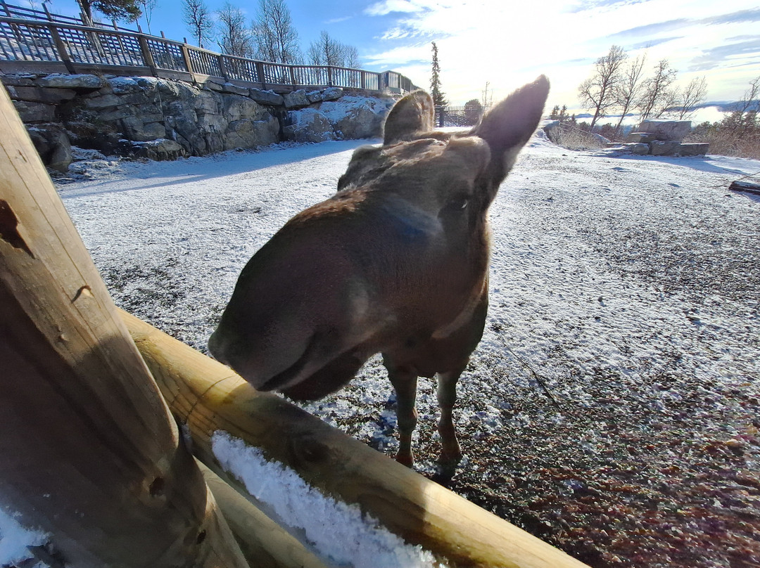 Langedrag Nature Park-Nesbyen必去景点