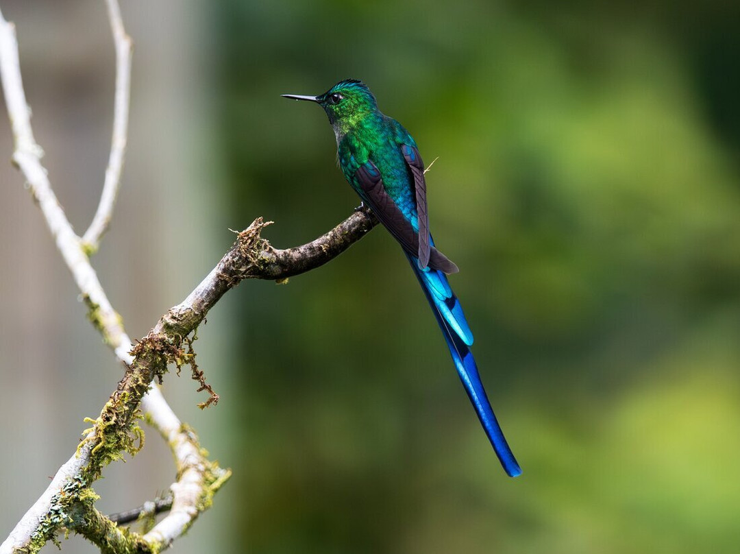 Ecuador Birds Tours-基多必去景点