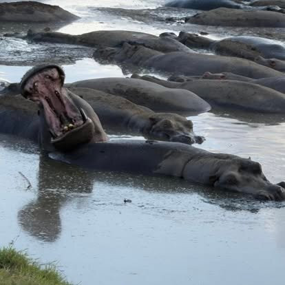 Thomson Safaris-塞伦盖蒂国家公园必去景点