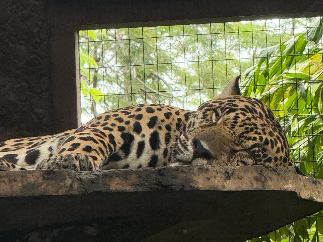 Diamante Eco Adventure Park-Playa Matapalo必去景点