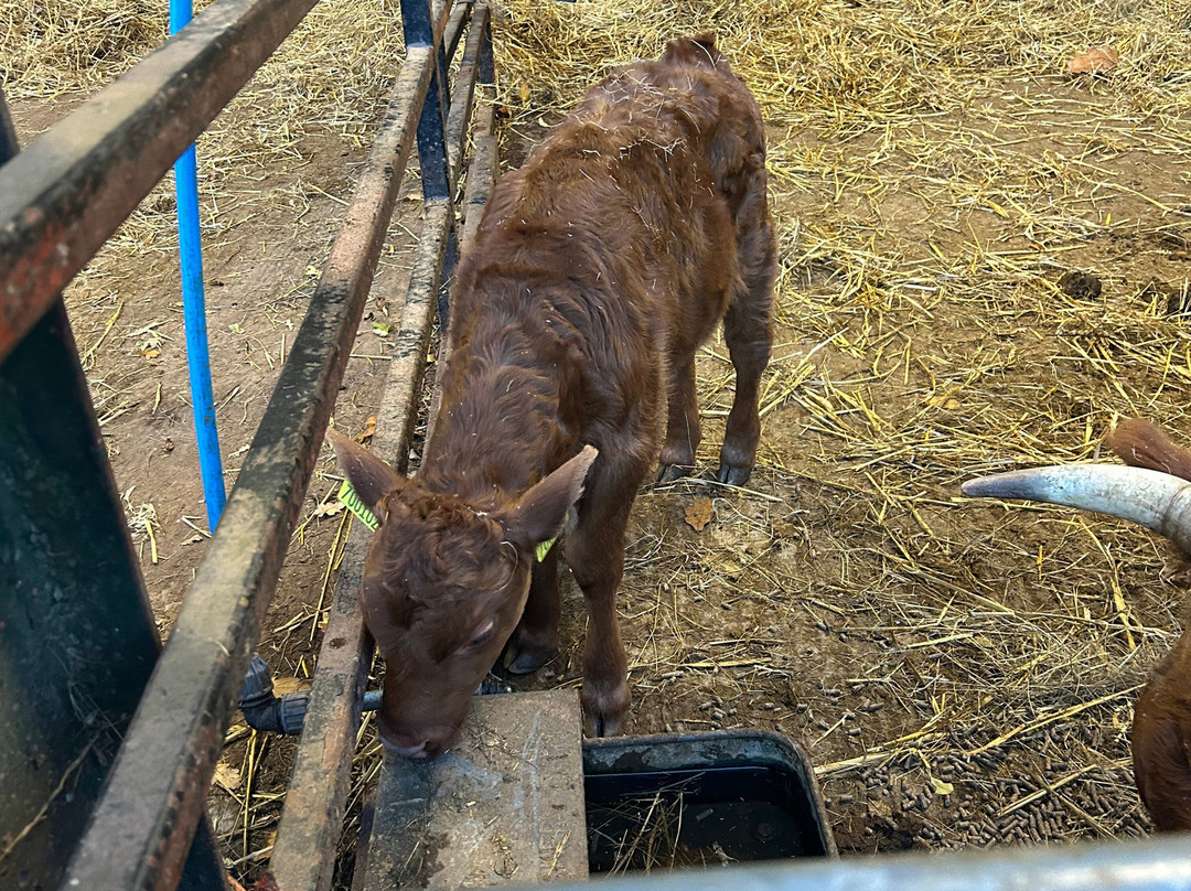 Greenmeadow Community Farm-Cwmbran必去景点