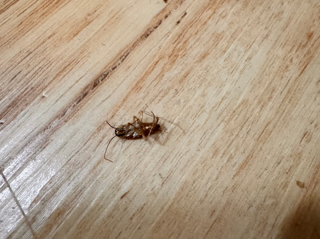 Red Roof PLUS+ & Suites Chattanooga - Downtown主图