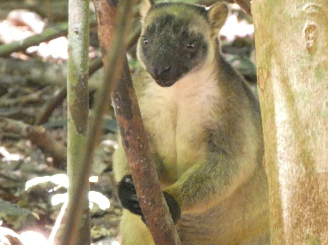 FNQ Nature Tours-凯恩斯必去景点