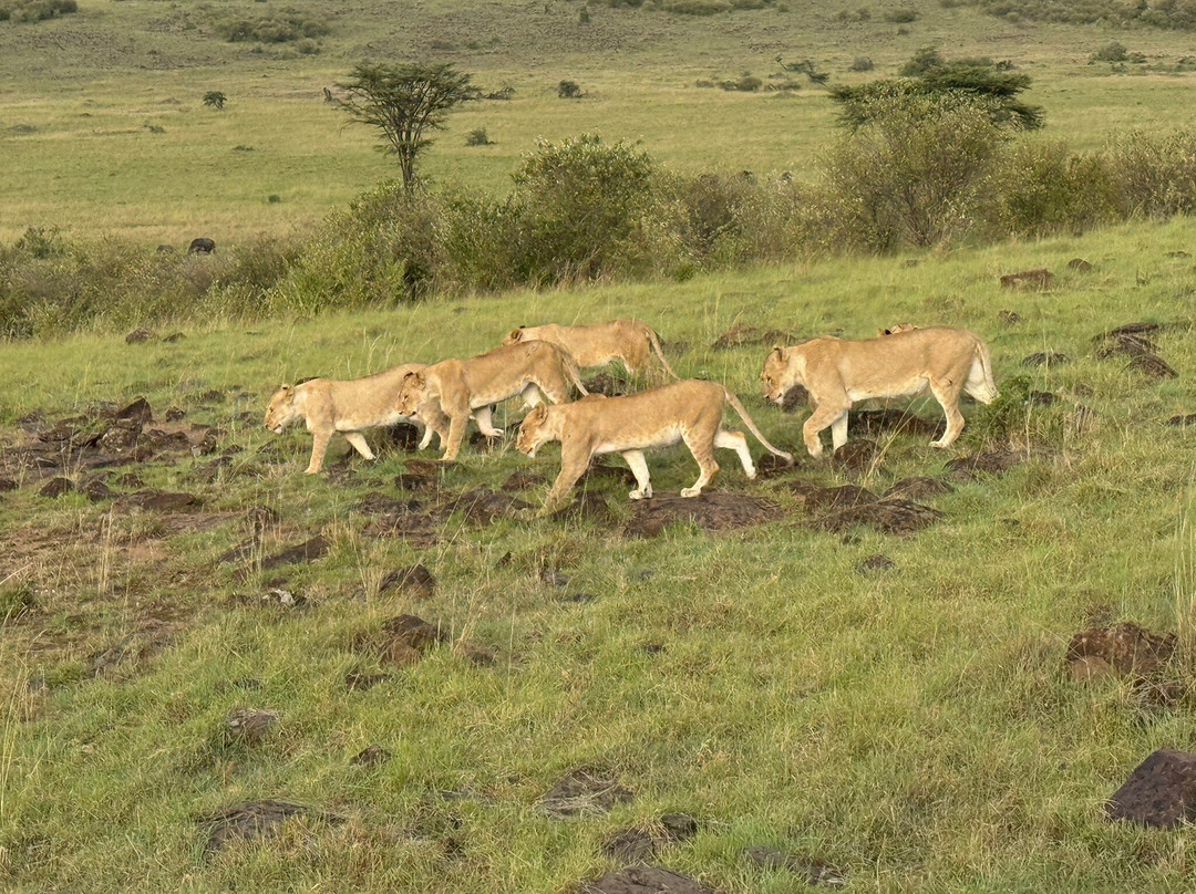 The Safari Company Ltd-Karen必去景点