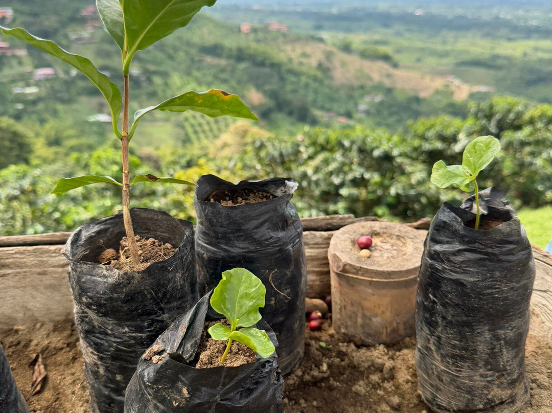 La Divisa De Don Juan-佩雷拉必去景点