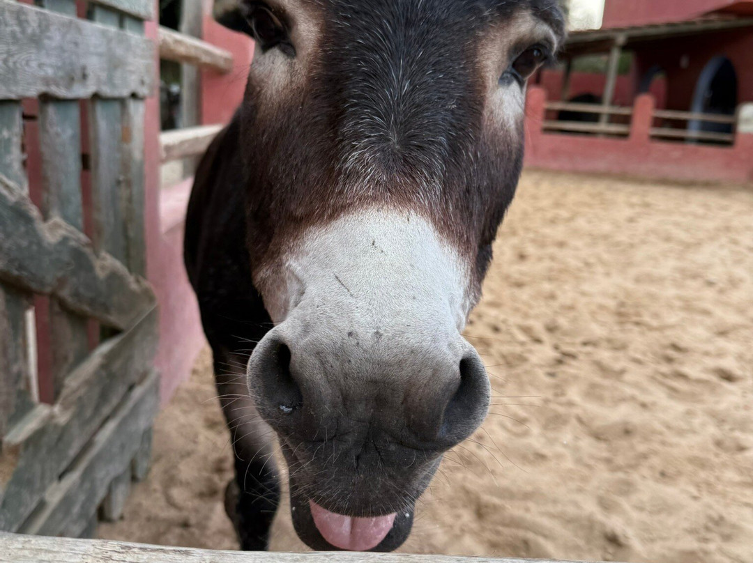 Club Equus Hammamet-哈玛麦德必去景点