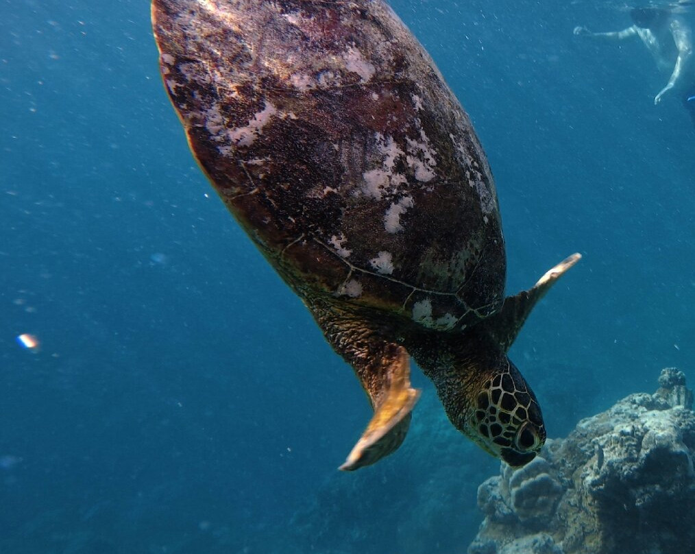Go Local Cook Islands-堤堤卡维加必去景点