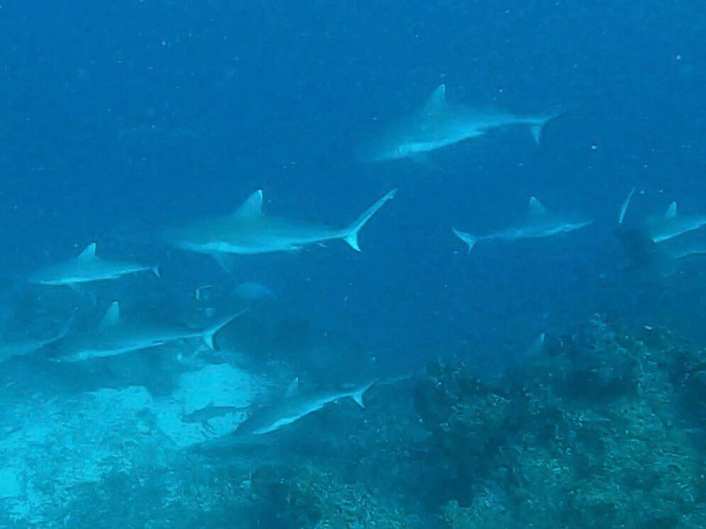 DivePoint Guraidhoo-康杜玛岛必去景点