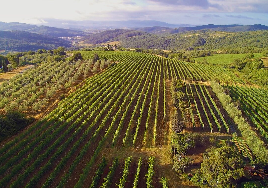 Azienda Agricola Cincinelli-Capolona必去景点