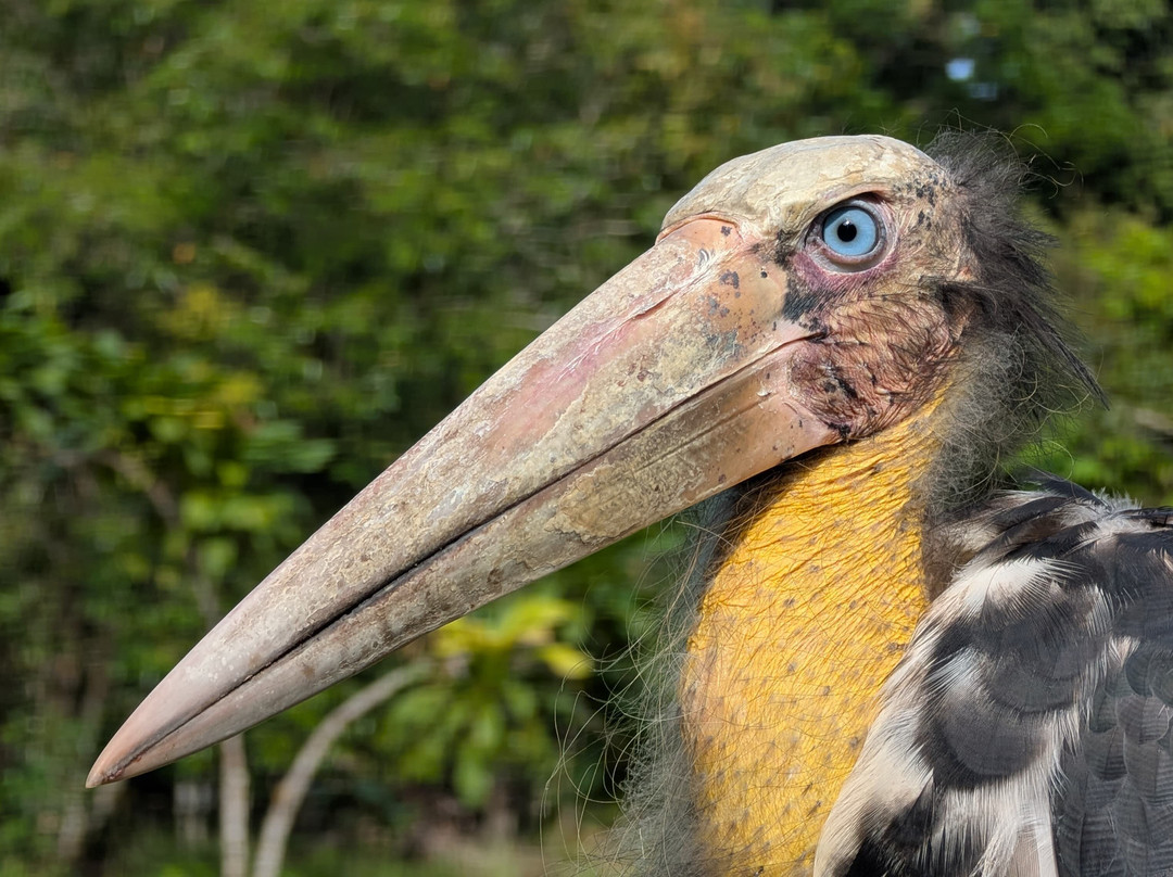 Wildlife Alliance-戈公必去景点