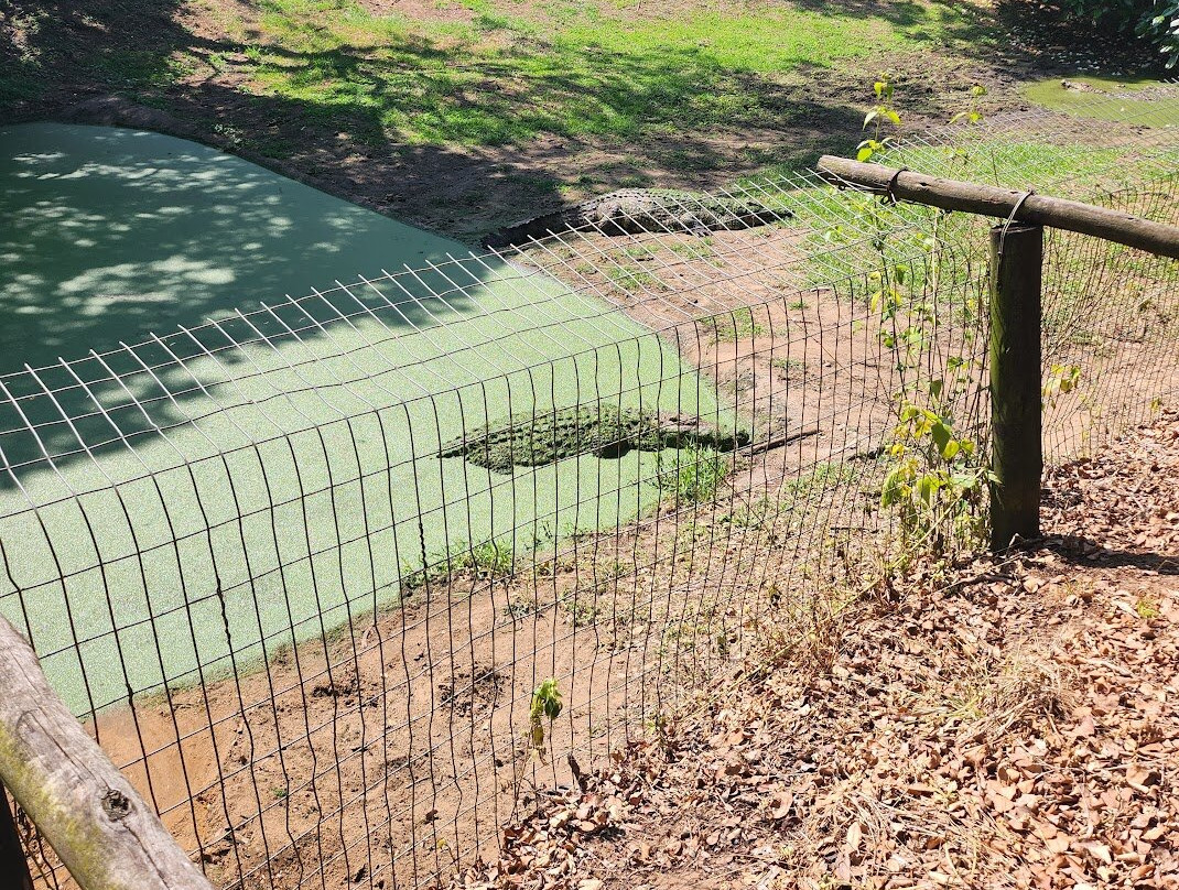Crocodile Centre St Lucia-圣露西亚必去景点