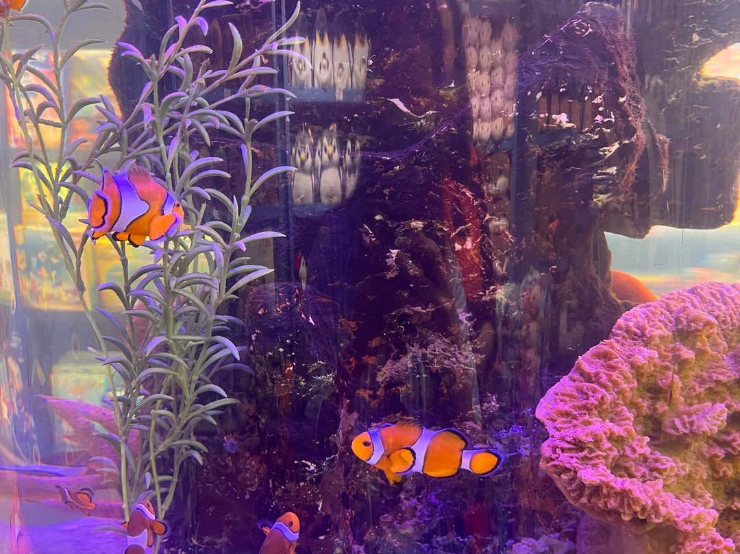 Oceanic Aquarium-康泊琉海水浴场必去景点