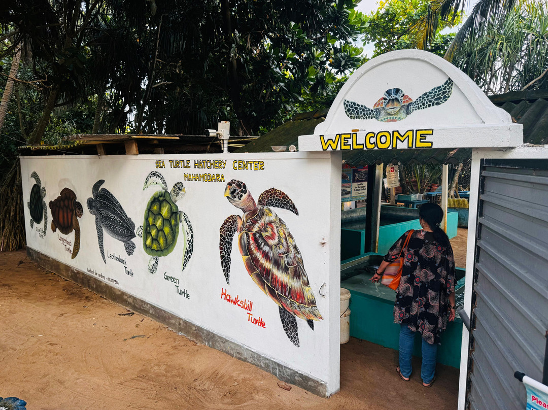 Sea Turtle Farm Galle Mahamodara-加勒必去景点