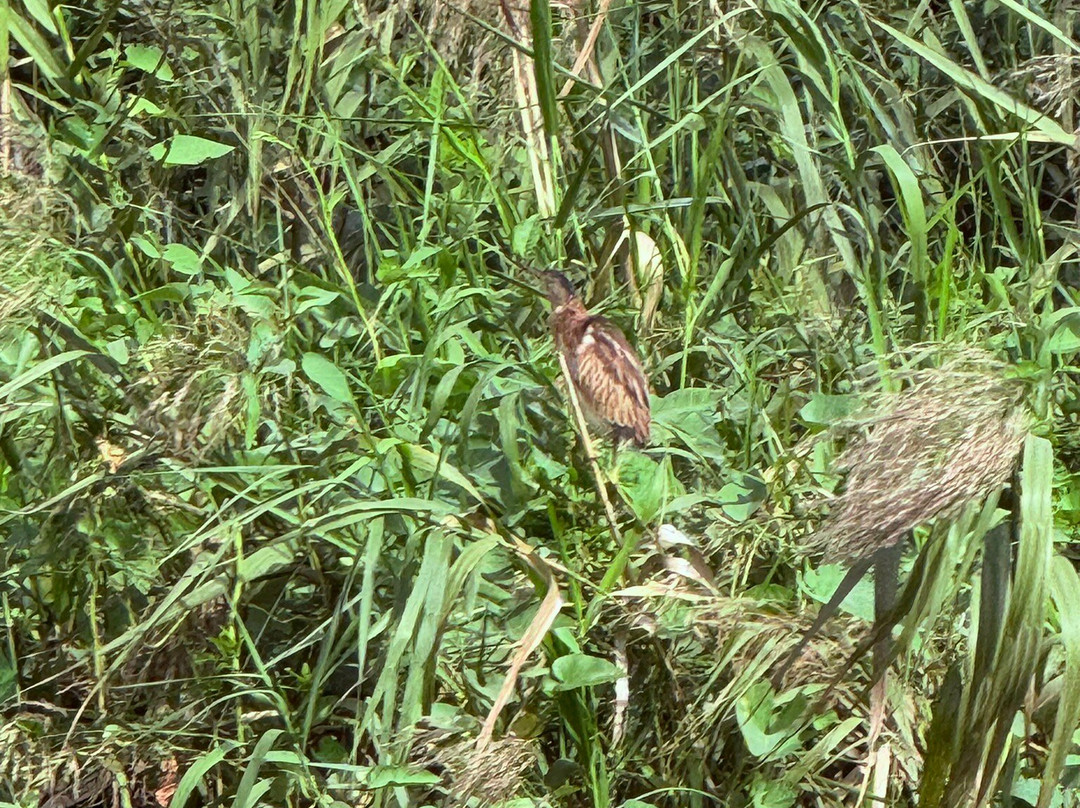 Van Long Nature Reserve-宁平必去景点