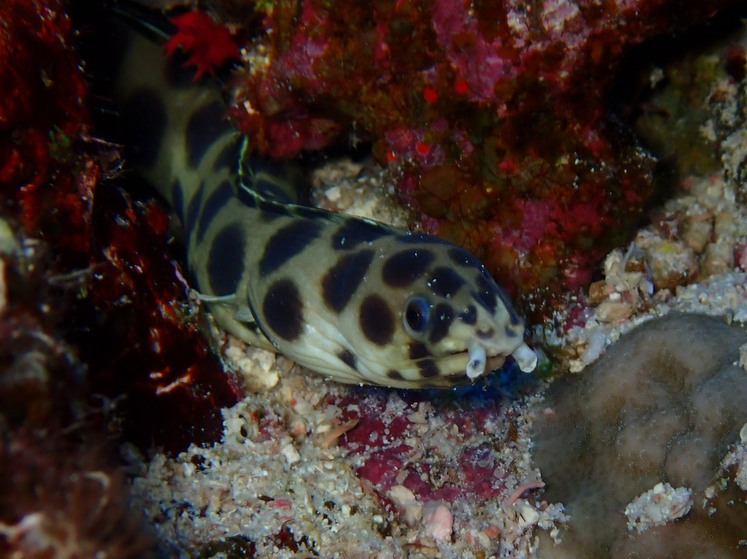 Atlantik Diving Center-艾尔可西利亚必去景点