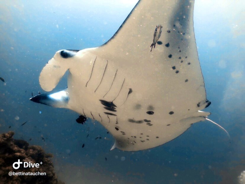 DivePoint Rannalhi-绚丽岛必去景点