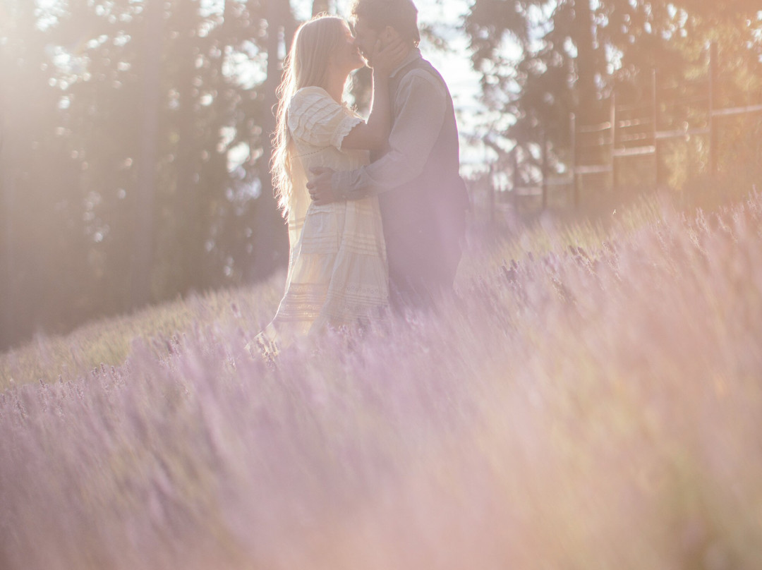 Lavender and Black-盐泉岛必去景点