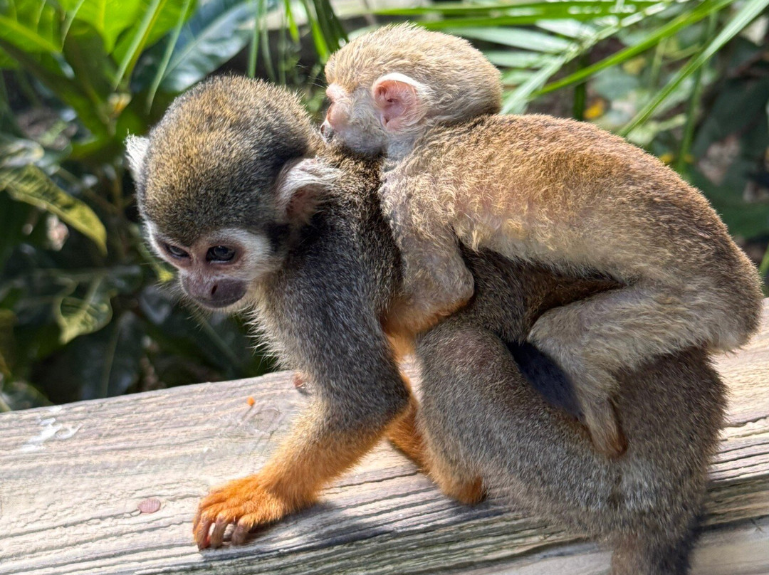 Monkeyland-Higuey必去景点