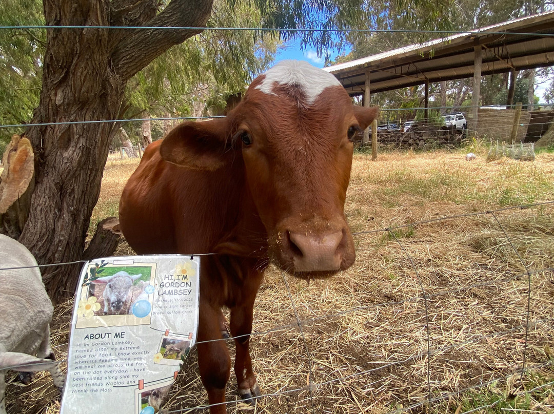 Scoops Farm-玛格丽特河必去景点