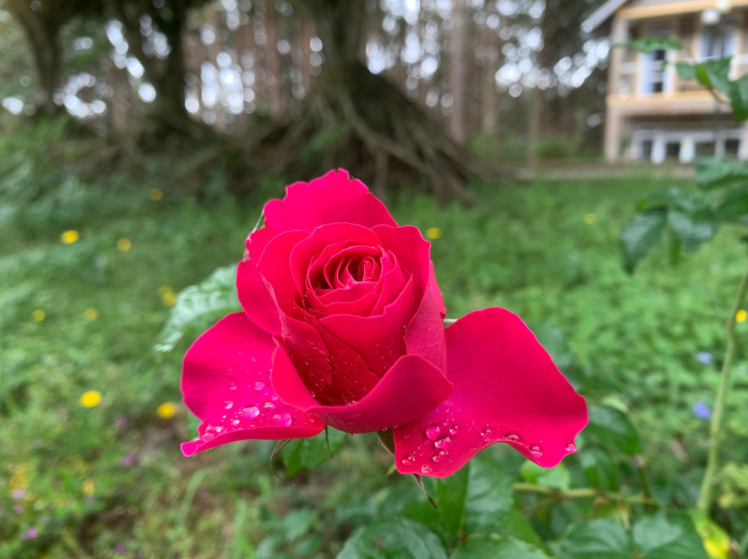 Sivananda Yoga Resort And Training Center-大勒必去景点
