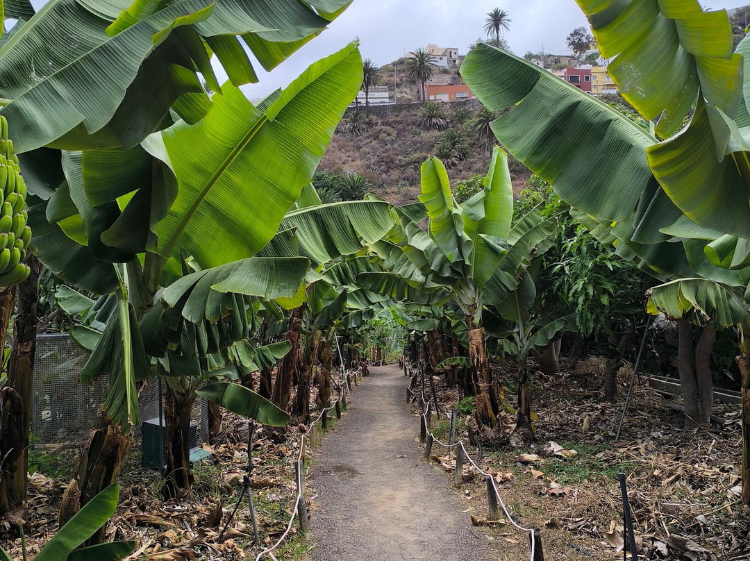 La Gomera Ethnographic Museum-Hermigua必去景点