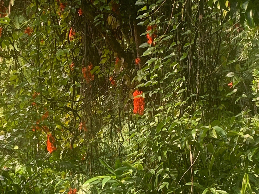 Hanalei Valley Lookout-普林斯维尔必去景点