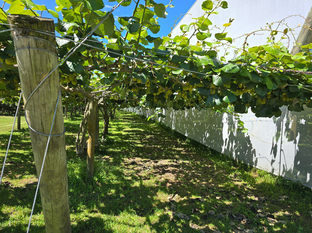 Smith Tour Company-陶兰加必去景点