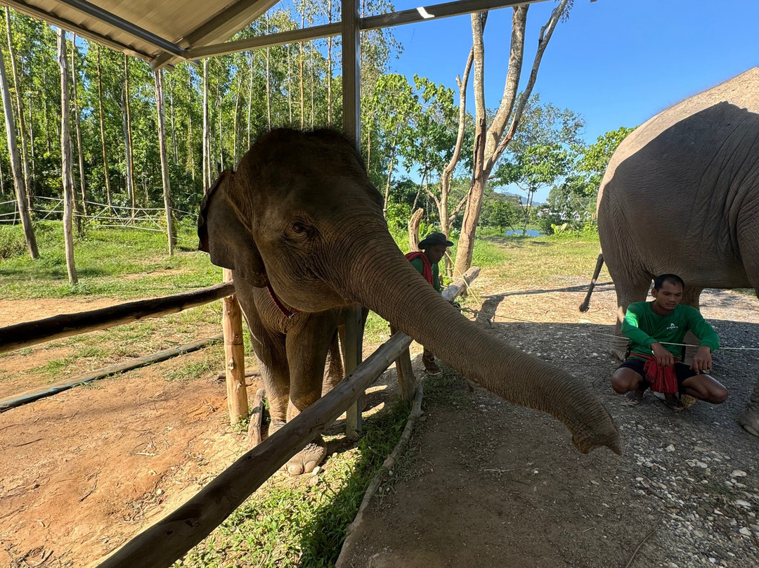 Kerchor Elephant Family Phuket-卡图必去景点