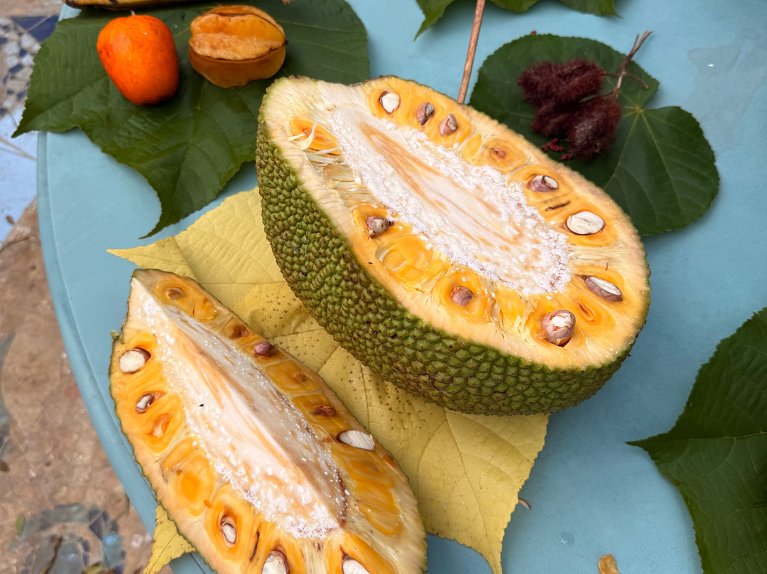 Finca Flora-Bocas del Toro必去景点