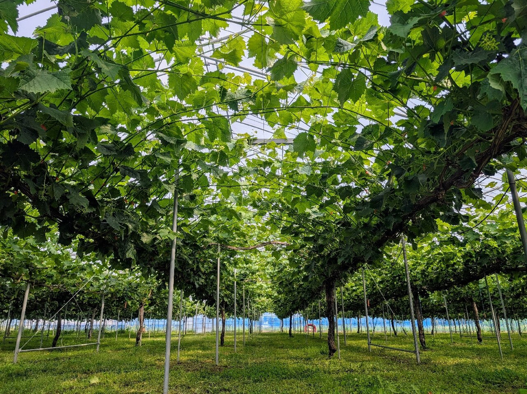 Awara Onsen Fruits Park Okayu-芦原市必去景点
