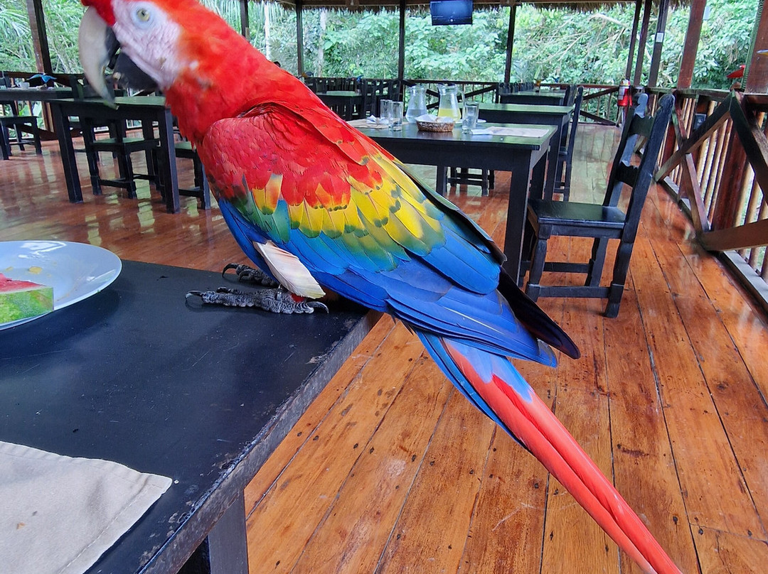 Refugio Amazonas Lodge主图