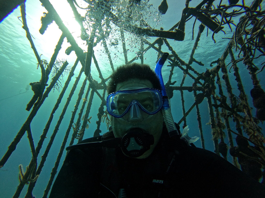 Stuart Cove's-拿骚必去景点