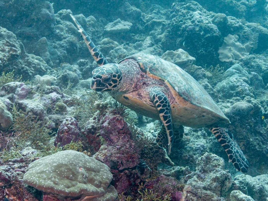 Scubaspa Maldives-马累必去景点